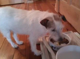 doggy.webp