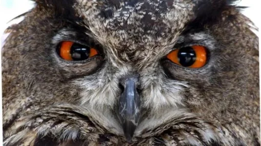 Owl.webp