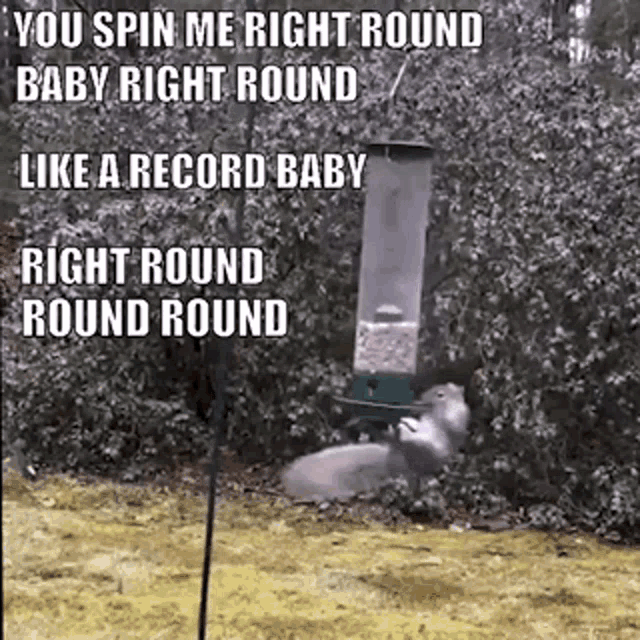 you-spin-me-round-squirrel.gif