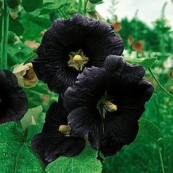 blackmagichollyhock.jpg