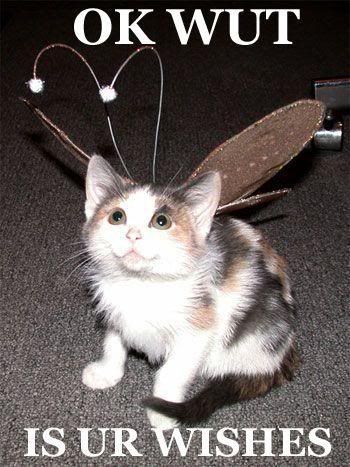 fairycat.jpg