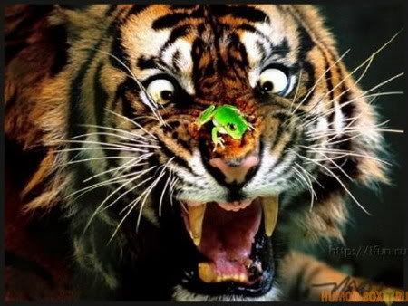 humorboxtigerqa8.jpg